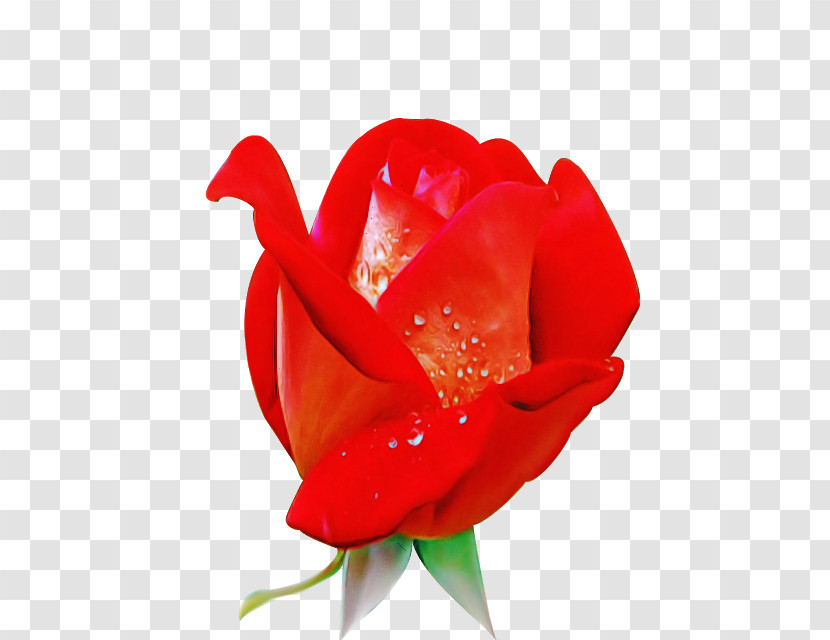 Garden Roses Transparent PNG