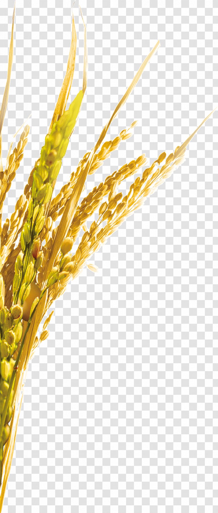 Emmer Rice Oat - Wheat Transparent PNG