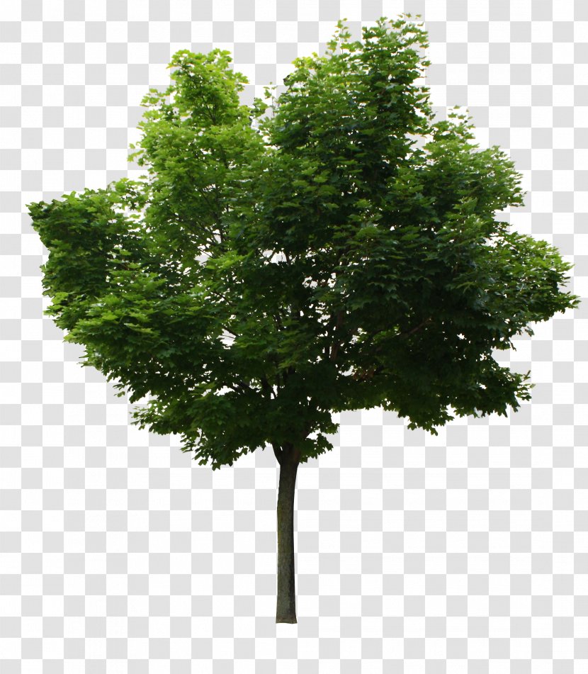 Tree - Rendering - Plant Transparent PNG