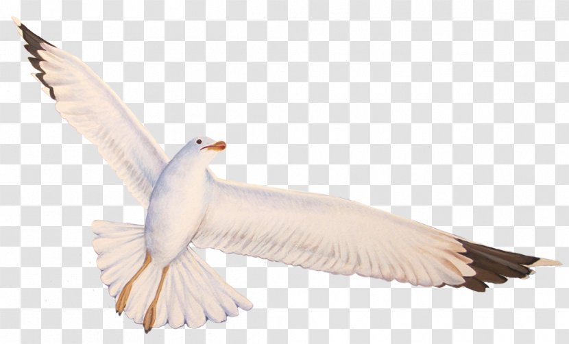 Seabird Gulls Feather Beak - Neck - Gull Transparent PNG