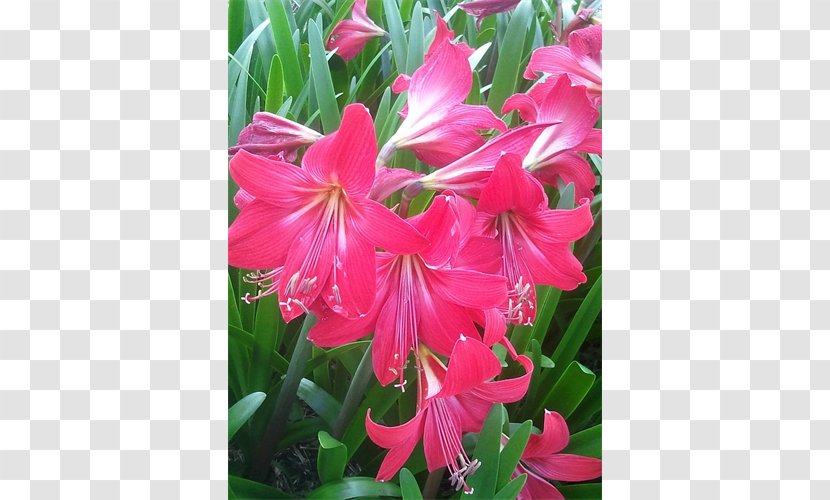 Amaryllis Belladonna Crinum Family Shrub - Pnk Transparent PNG