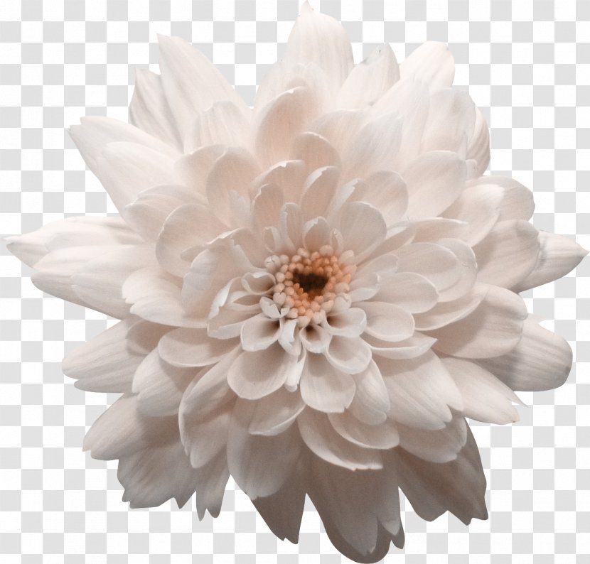 Dahlia Chrysanthemum Flower Transvaal Daisy - Calendula Officinalis Transparent PNG