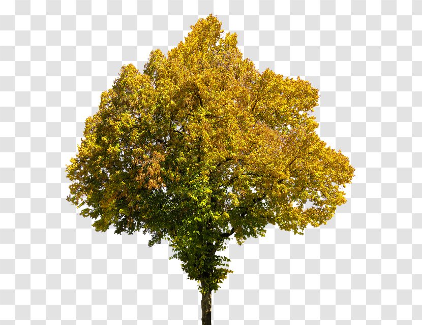 Tree - Japanese Maple Transparent PNG