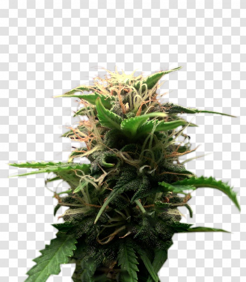 Feminized Cannabis Plant Seed Cultivar - Joint - Skunk Transparent PNG