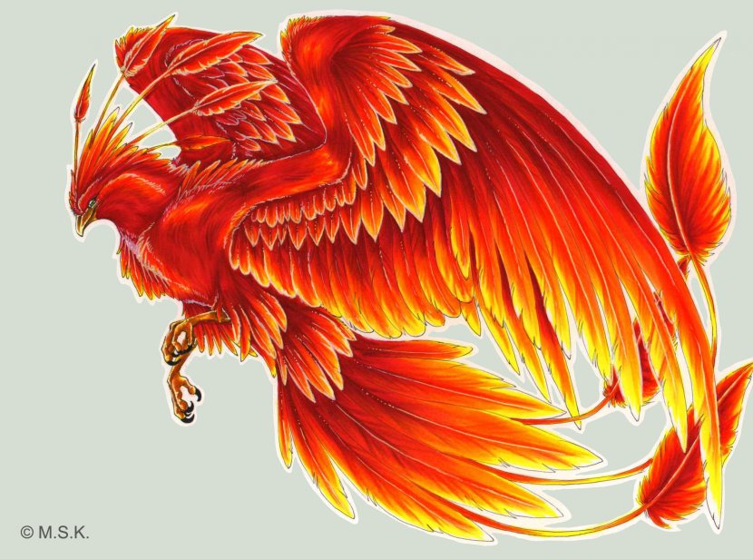 Harry Potter Phoenix Fawkes Bird Tattoo - Vertebrate Transparent PNG