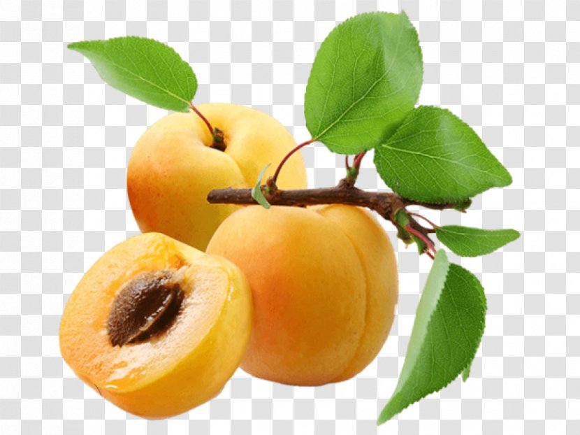 Apricot Clip Art Peach Image - Dried Transparent PNG