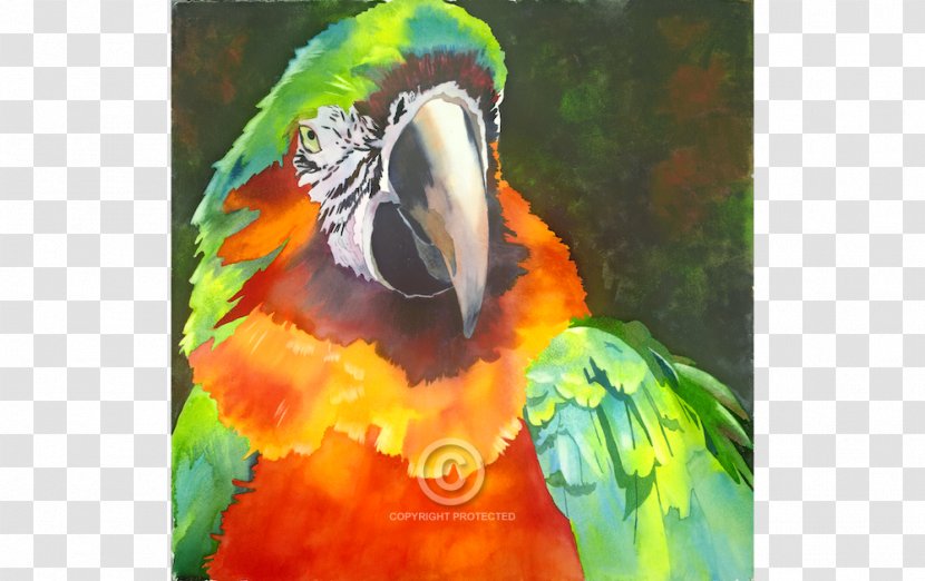 Watercolor Painting Anne Abgott Water Colors Macaw - Beak Transparent PNG
