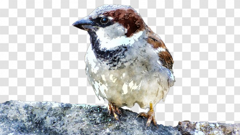 Watercolor Painting House Sparrow - Bird Transparent PNG