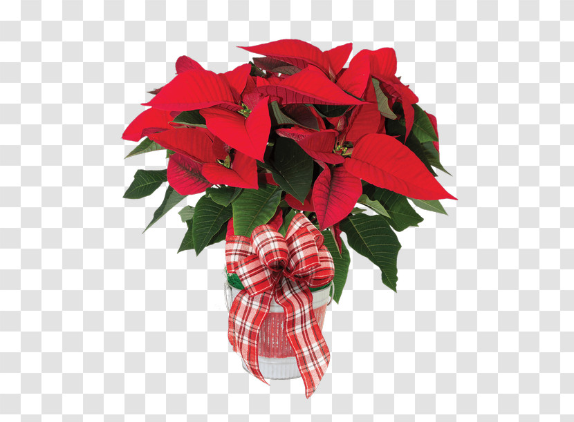 Flower Poinsettia Red Plant Leaf Transparent PNG