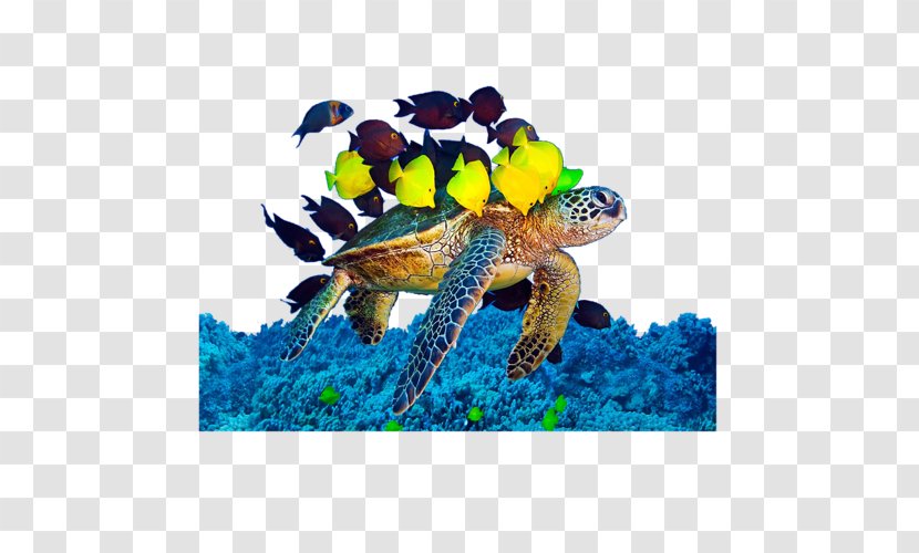 Loggerhead Sea Turtle Underwater Algae Transparent PNG