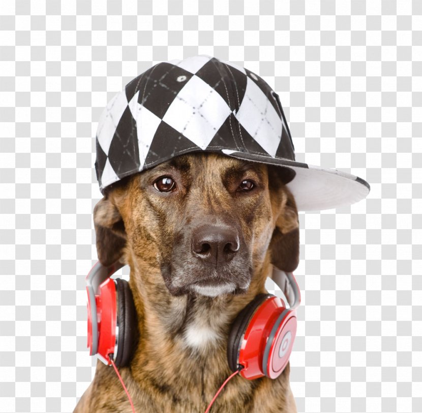 Dog Puppy Headphones Xc9couteur Wallpaper - Plott Hound - Take The For Transparent PNG