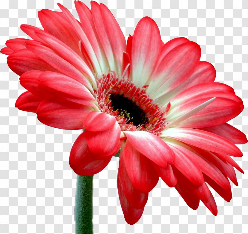 Transvaal Daisy Flower Bouquet Cut Flowers Bloemisterij - Chrysanthemum - Gerbera Transparent PNG