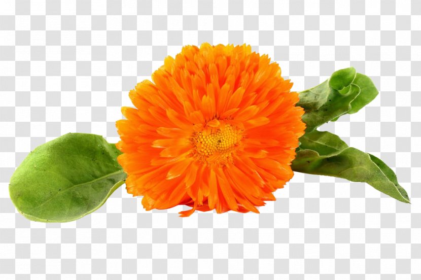 The Bhagvadgita Nature Cure Thought - Orange Marigold Picture Transparent PNG