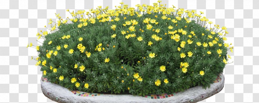 Animation Icon - Flower - Gardening Chrysanthemum Transparent PNG