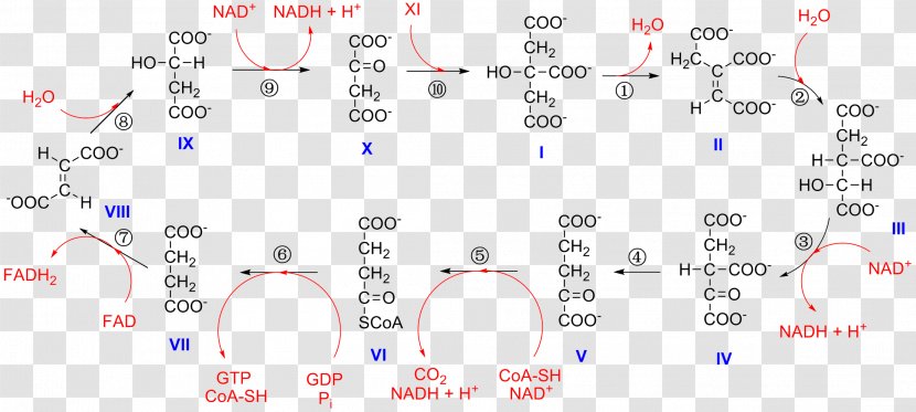 Citric Acid Cycle Alpha-Ketoglutaric Isocitric Isocitrate Dehydrogenase Nicotinamide Adenine Dinucleotide - Acetylcoa Transparent PNG