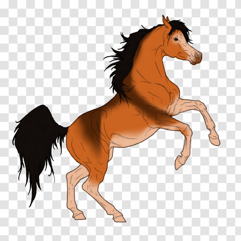Foal Mane Stallion Mare Colt - Mustang Transparent PNG