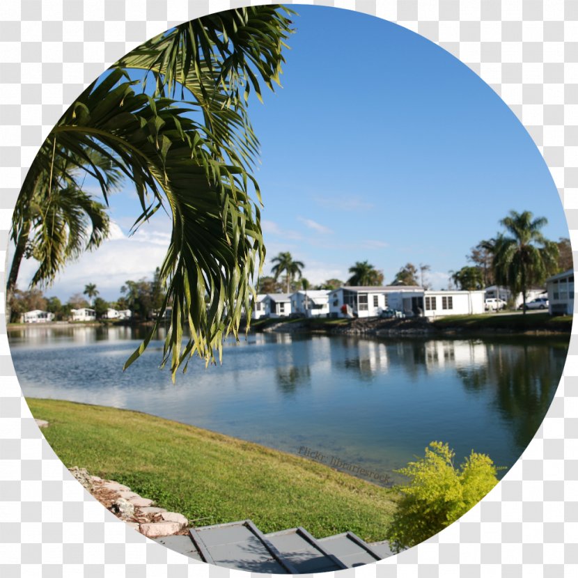 Winter Water Resources Palm Trees Resort Leisure - Vacation - Florida Weather Transparent PNG