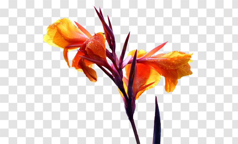 Canna Cut Flowers Floral Design Lilium - Yellow - Cannabis Pictures Transparent PNG