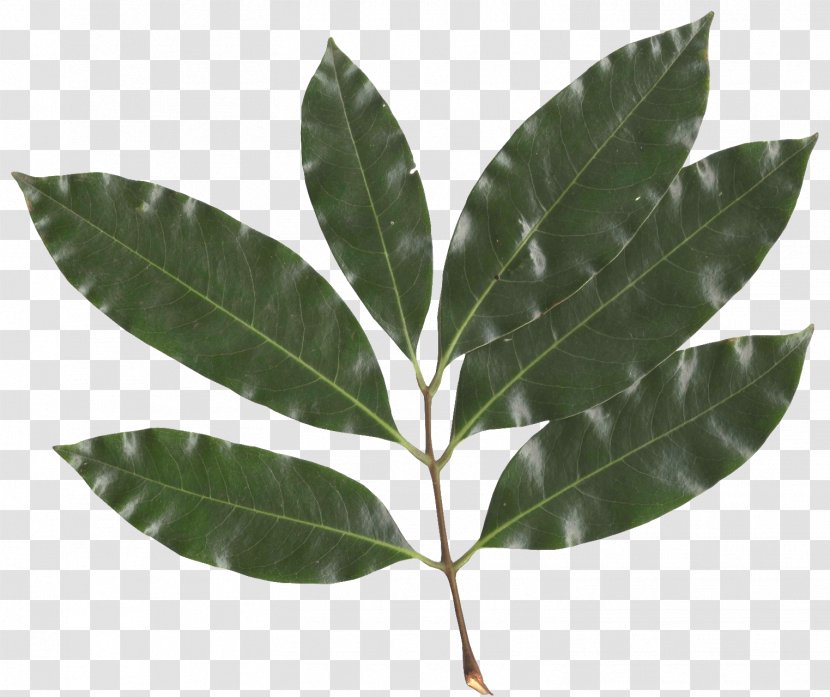 Sapindaceae Lychee Fruit Tree Leaf - Vascular Plant - Vector Transparent PNG