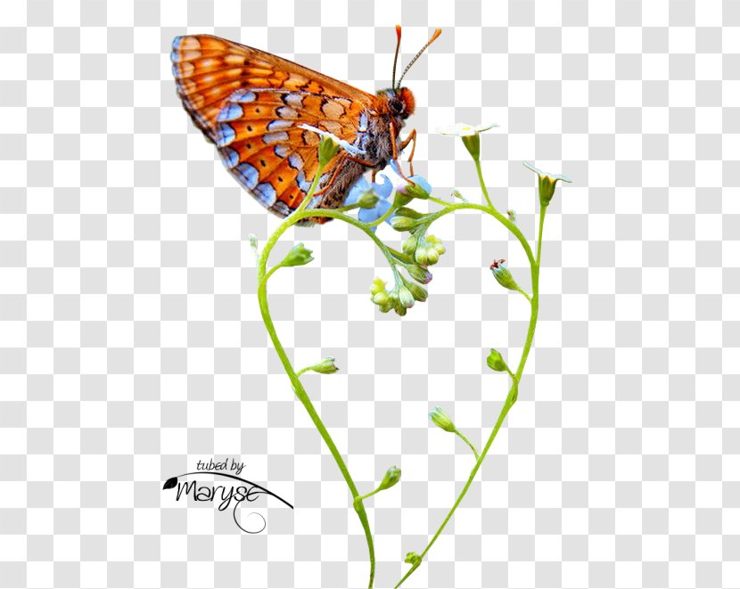 Monarch Butterfly Papillon Center / Dr. Christine McGinn Moth Clip Art - Insect Transparent PNG