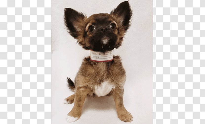 Chihuahua Puggle Beagle Puppy - Pet Shop Transparent PNG