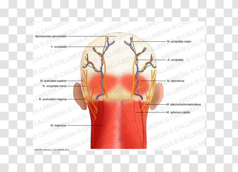 Head And Neck Anatomy Nerve - Heart - Frame Transparent PNG