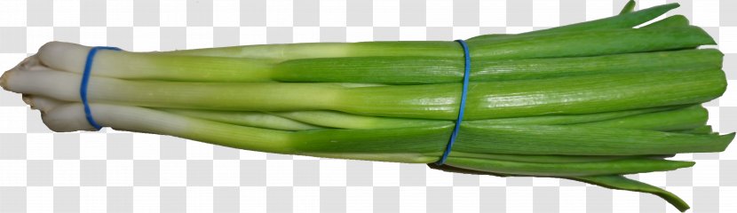 Scallion Wikimedia Commons - Creative License Transparent PNG