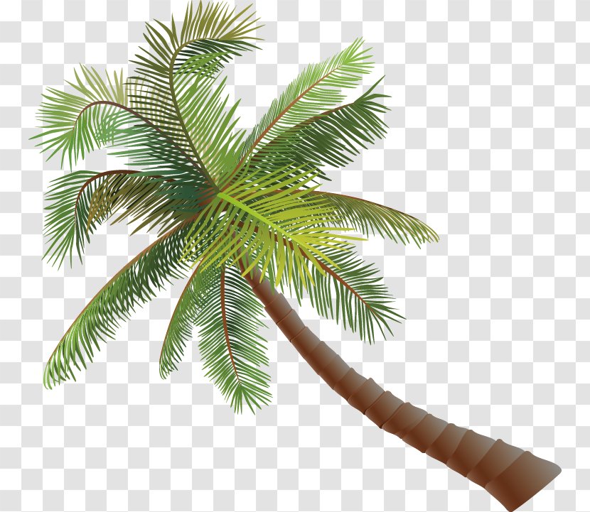 Asian Palmyra Palm Coconut Euclidean Vector - Logo - Tree Transparent PNG