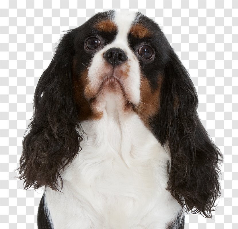 Cavalier King Charles Spaniel Dog Breed Companion Sporting Group Transparent PNG