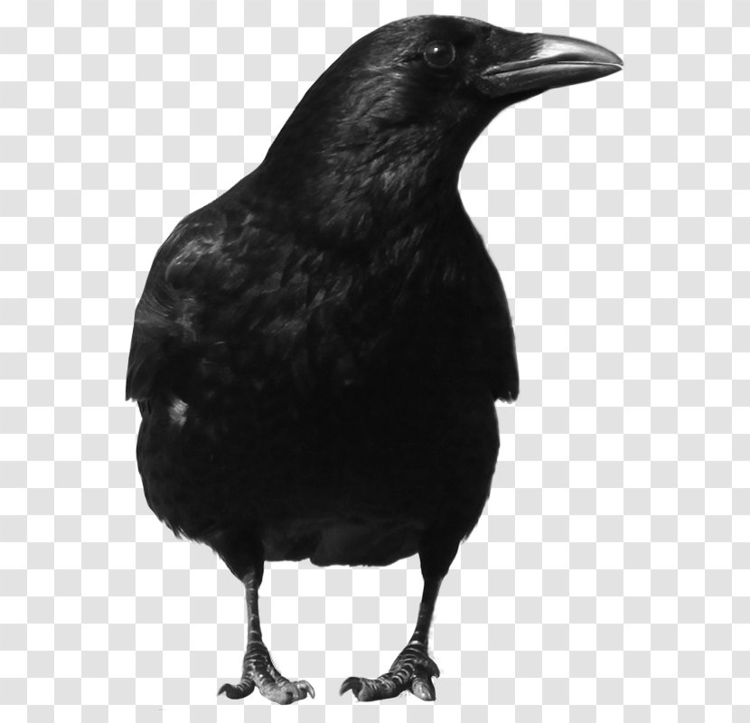 Common Raven - Perching Bird - Black Crow Image Transparent PNG