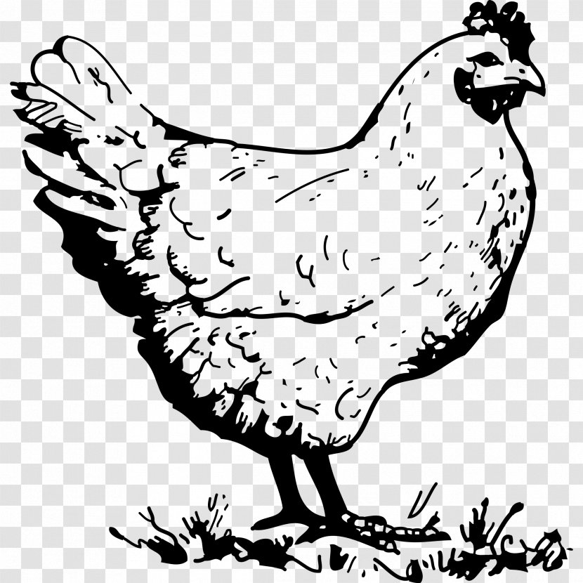 Chicken Hen Drawing Clip Art - Meat - Old Transparent PNG
