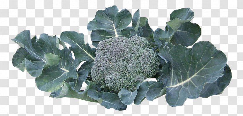 Broccoli Collard Greens Vegetable - Leaf - A Transparent PNG
