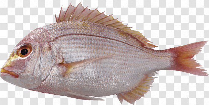 Red Seabream Clip Art Fish Image - Animal Source Foods Transparent PNG