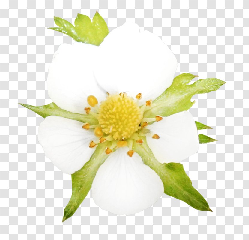 Flower Painting - Wildflower - Anemone Transparent PNG