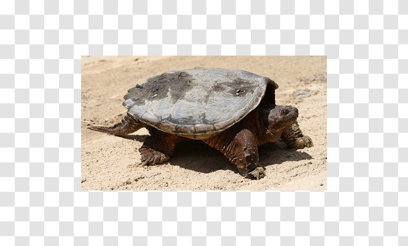 Common Snapping Turtle Box Turtles Tortoise Terrestrial Animal Transparent PNG