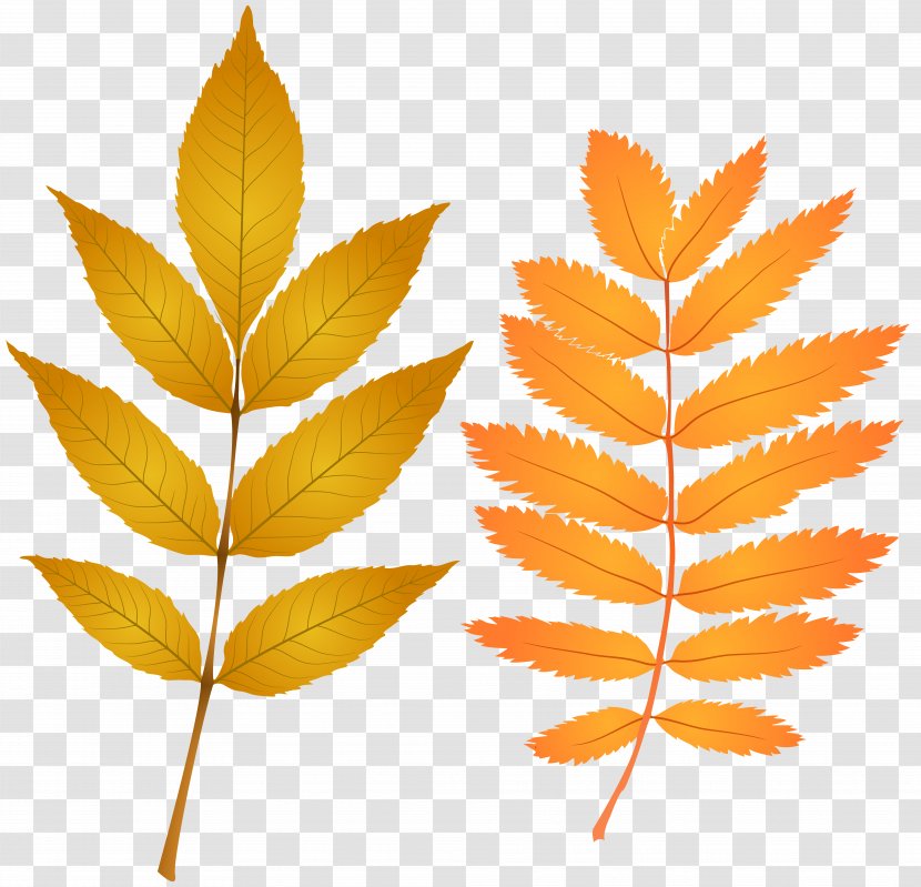 Autumn Leaf Color Clip Art - Tree - Fall Leaves Image Transparent PNG