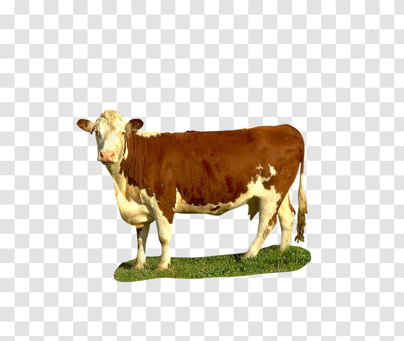 Dairy Cattle Texas Longhorn Beef Calf Goat Transparent PNG