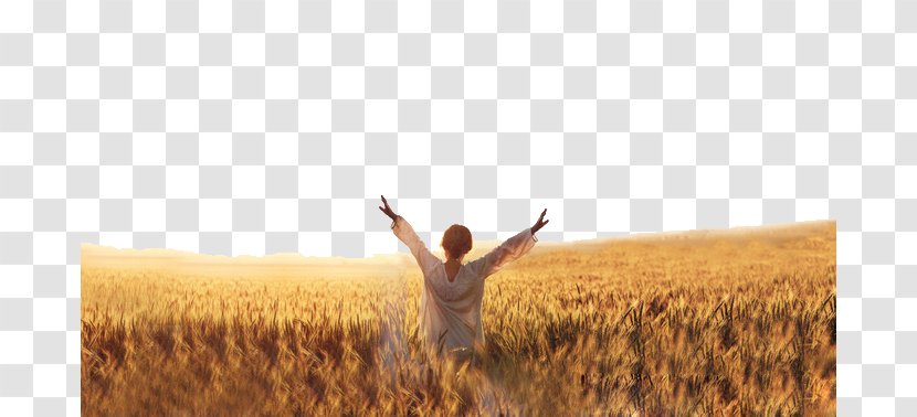 Harvest Prose Information Autumn - Wheat Field Back Transparent PNG