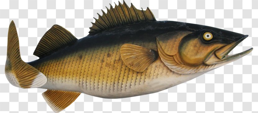Perch Fish Products Marine Biology Transparent PNG