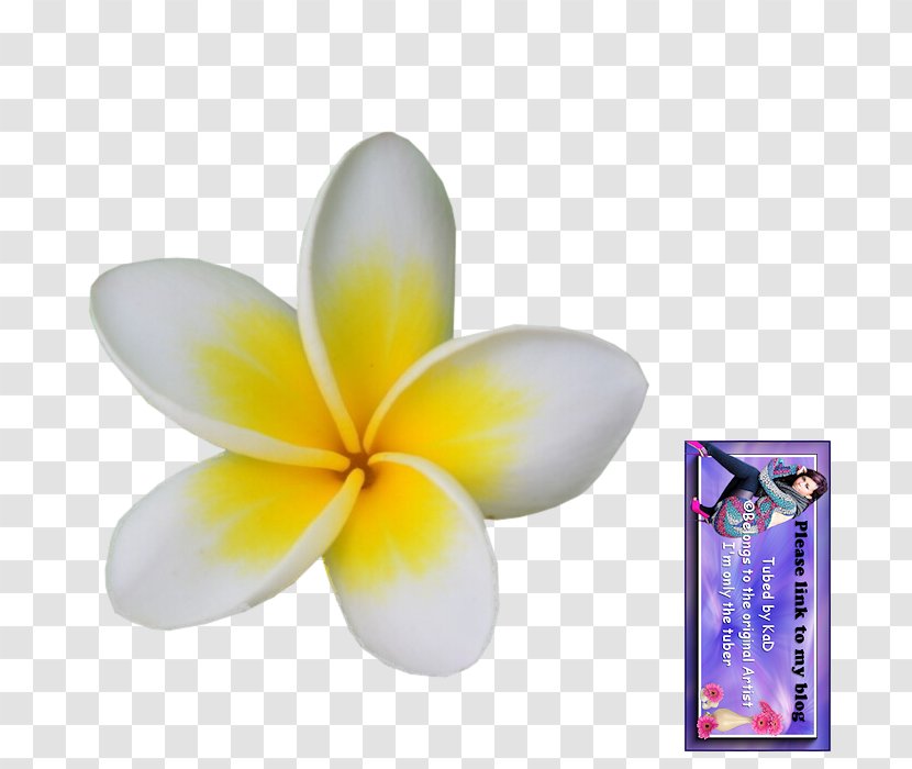 Flower Petal Plant - Frangipani Transparent PNG