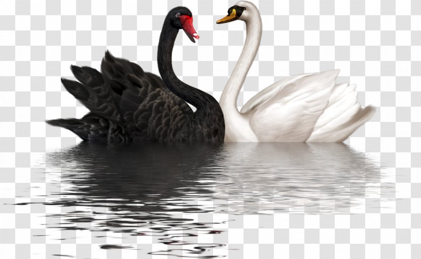 Cygnini PaintShop Pro Clip Art - Water Bird - Swan Love Transparent PNG