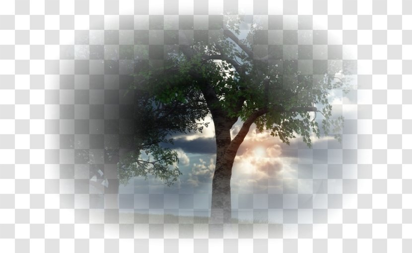 Tree Desktop Wallpaper Landscape Sunlight Transparent PNG