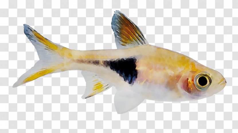 Seluang Fish Trigonostigma La Photo Sous-marine Puntius Goldfish - Koi - Fin Transparent PNG