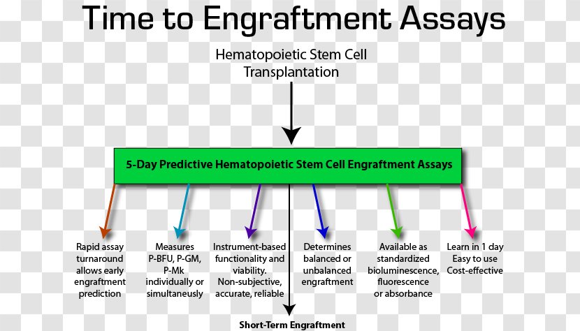 Hematopoietic Stem Cell Transplantation Neutrophil Platelet - Organ - Cells Transparent PNG