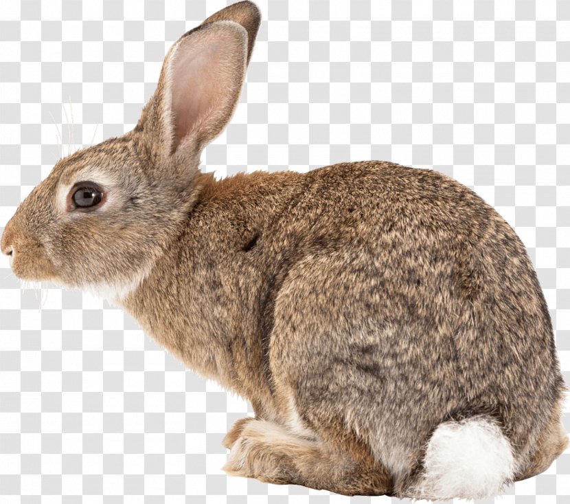 Black-tailed Jackrabbit White-tailed Deer Veterinarian Pet - Flower - Funny Bunny Ears Transparent PNG
