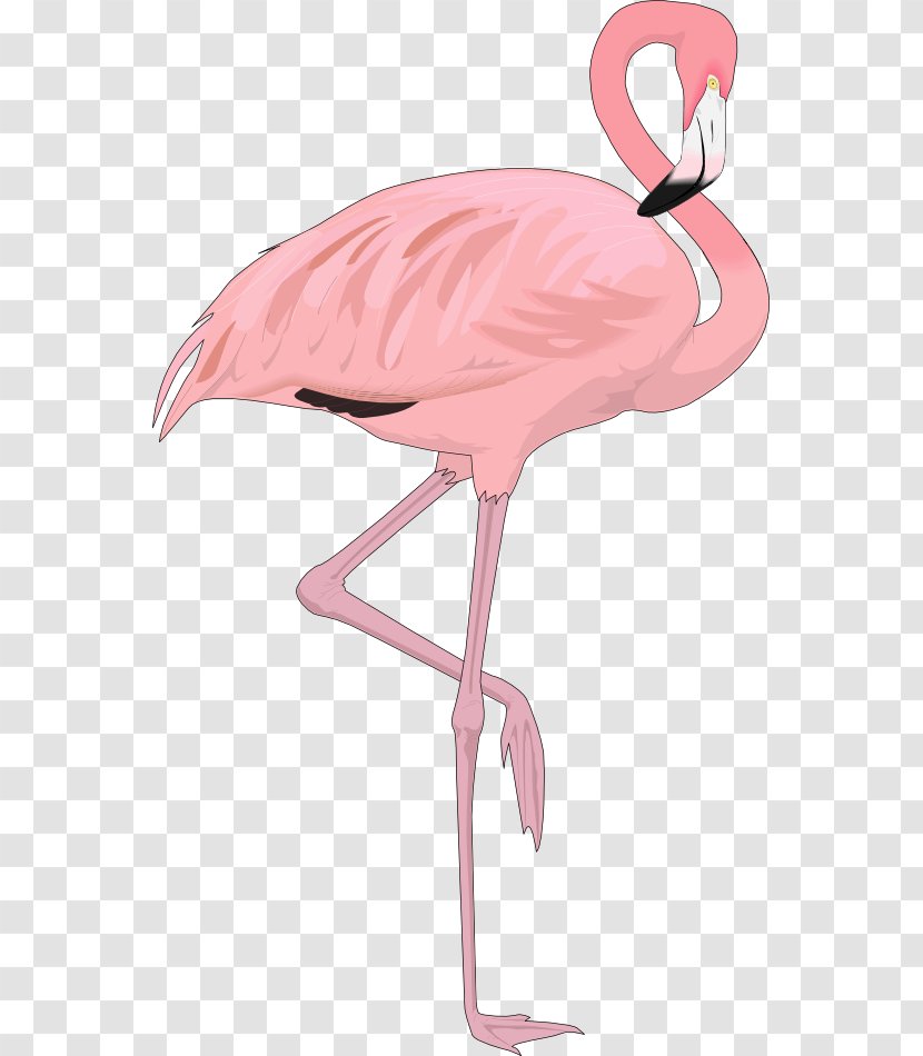 Flamingo Free Content Clip Art - Wing - Cartoon Images Transparent PNG
