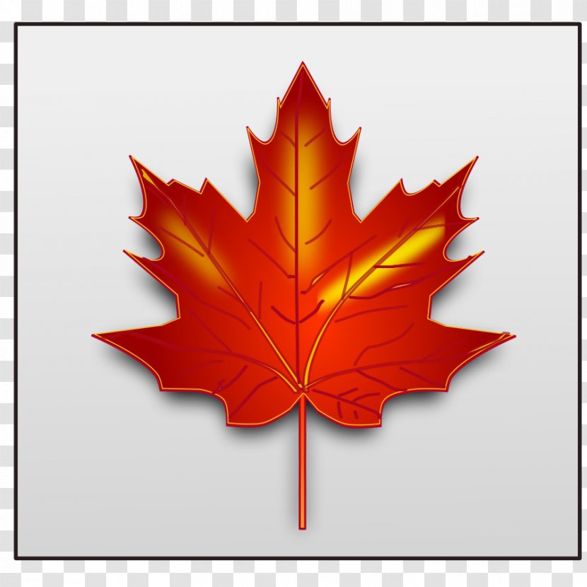 Maple Leaf Clip Art - Flowering Plant - Ornament Transparent PNG