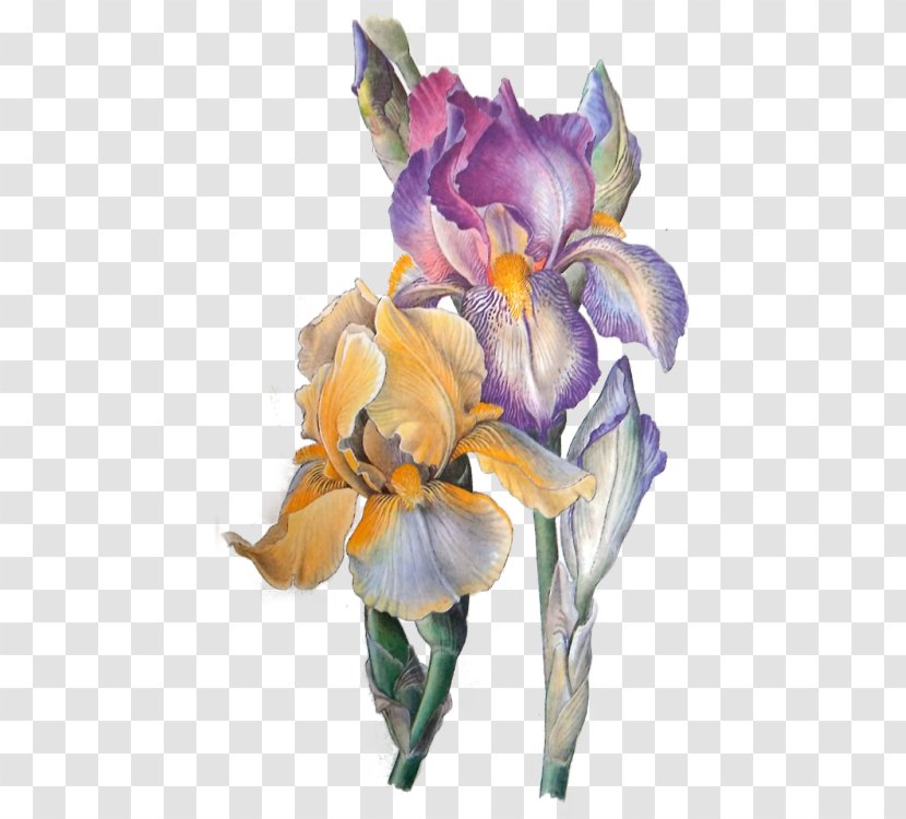 Orris Root Iris Flower Eye Art - Silhouette Transparent PNG