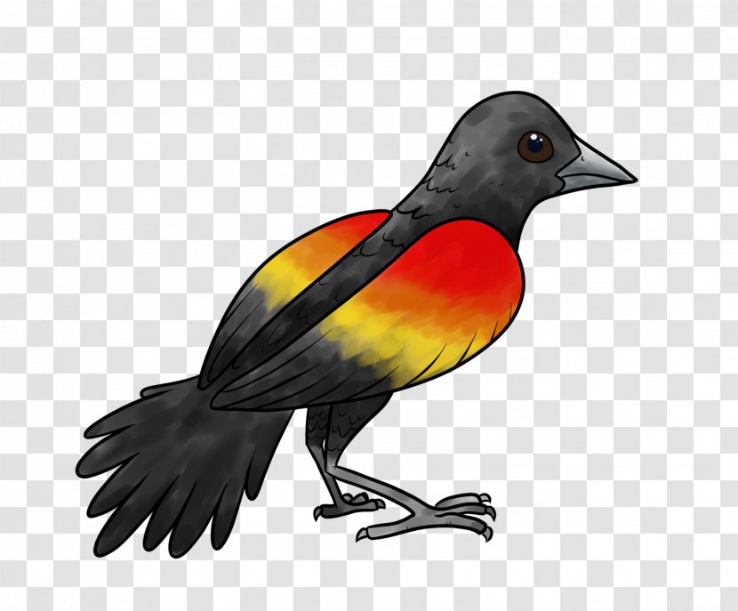 Beak Finch Fauna Feather - Bird Transparent PNG