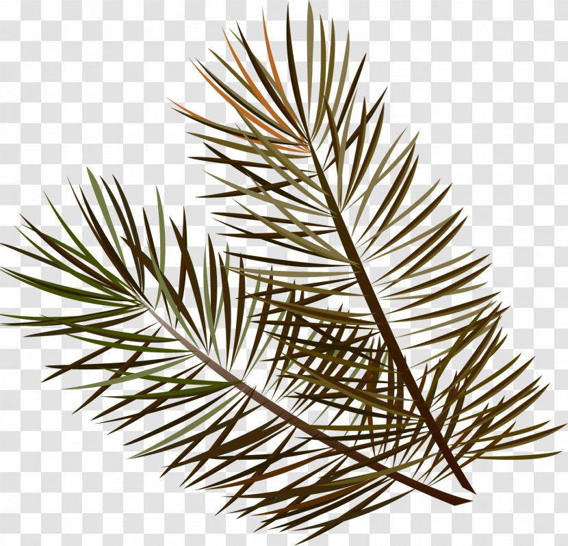 Spruce Twig Grasses Leaf Family - Fir - Branches Transparent PNG